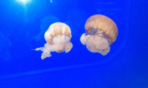 Beautiful jellyfish at the Oregon Coast Aquarium