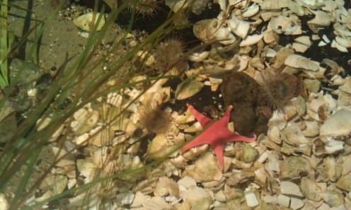 Starfish in the tidal pool of the sandy shoreline environment