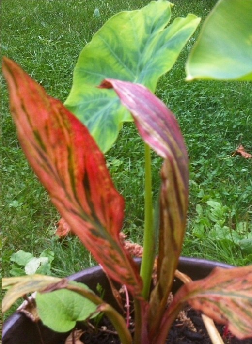 A young variegated canna