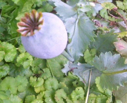 Some plants truly come to life after the flowers fade. Seed pods are often very intriguing. 