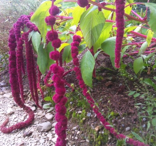 Amaranths: "Love Lies Bleeding"