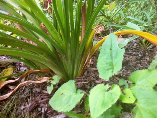 The foliage of a day lily