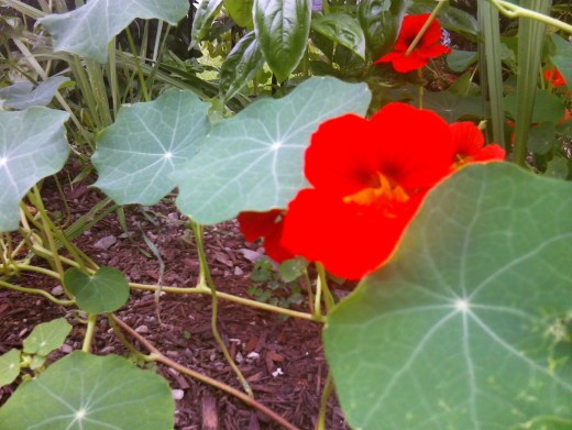 Here's a hot color, so hot in fact that the camera wasn't able to represent it correctly.