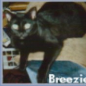 bree623 profile image