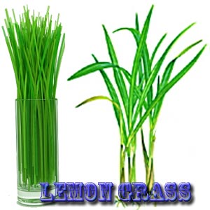 LEMON GRASS
