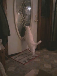 I noise when I want out! (Prince Fredward the white cat.)