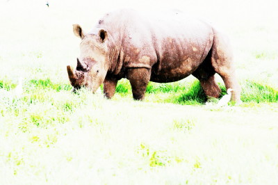 Rhinos are killed