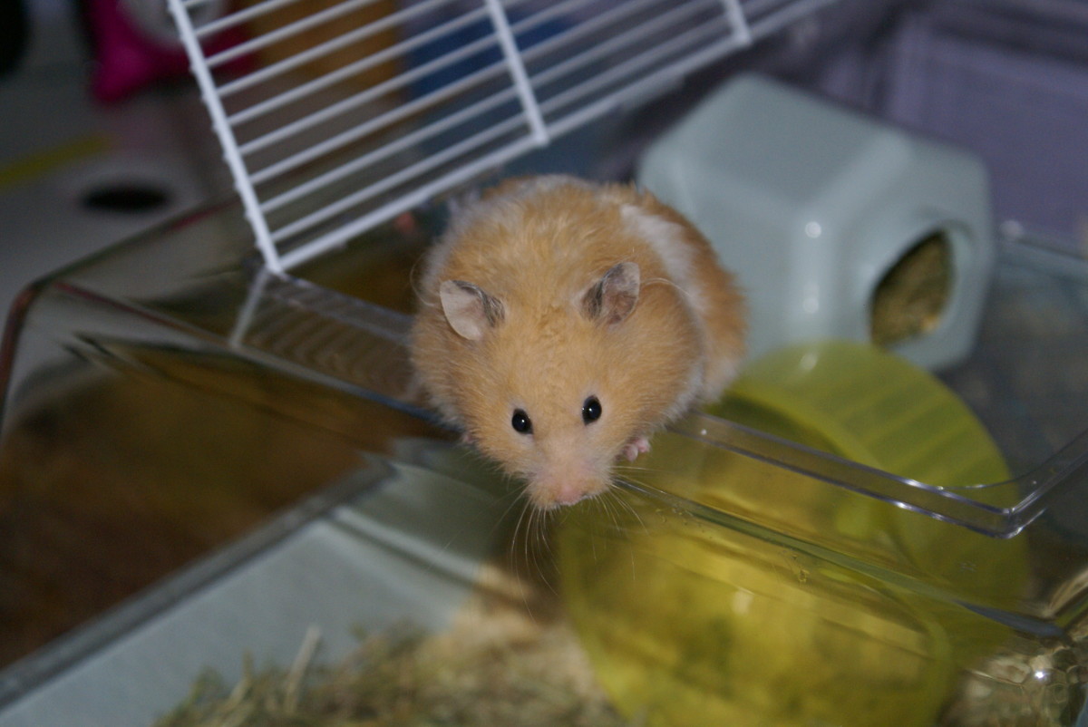 Syrian Hamsters Make Perfect Pets