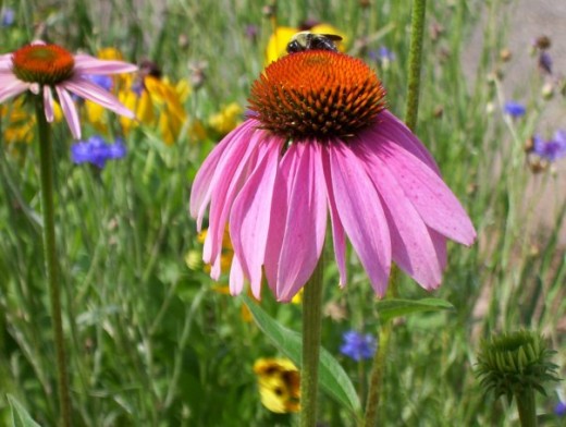 Purple Coneflower from our habitat. 