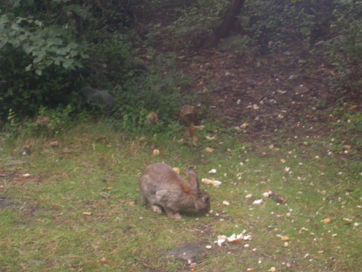 The rabbits were regular visitors.