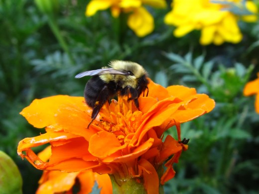 Busy as a Bee Day 3