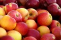 Apples to Apples: Types of Apples