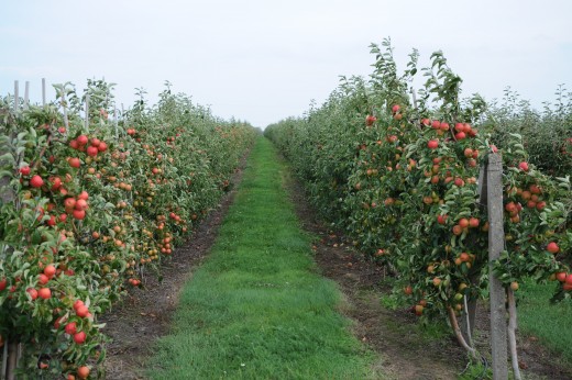 an apple orchard