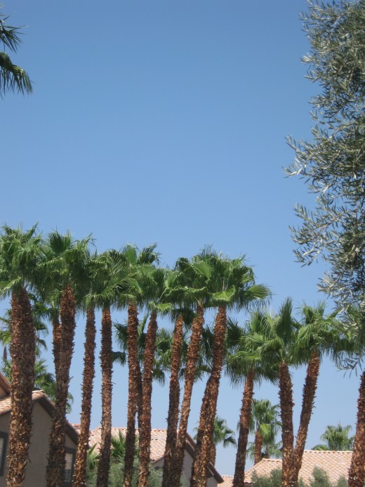 California "Fan" Palm Trees