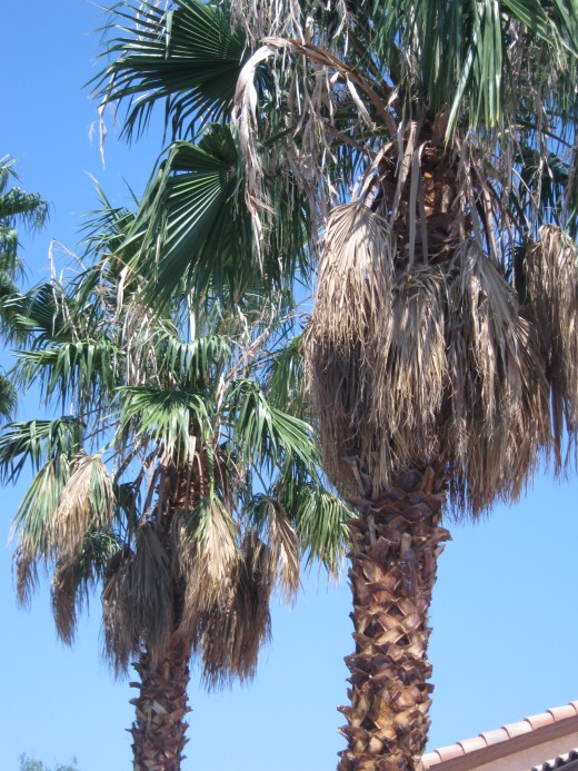 California Fan Palm Trees that need trimming - you can tell by the brown palm fronds that hang down. These trees are also sometimes called "Petticoat Palm" trees because they resemble petticoats when the old fronds hang down like a "skirt."