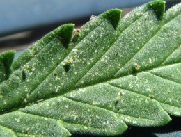 Oh No!!!!  Tiny destructive mites on a leaf blade.