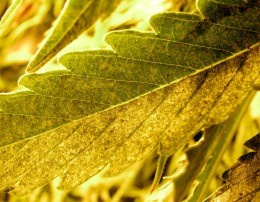 Damage from garden pests
