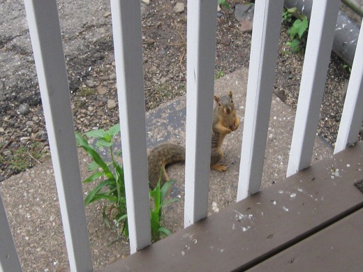 Now that's bold - squirrel posing for picture