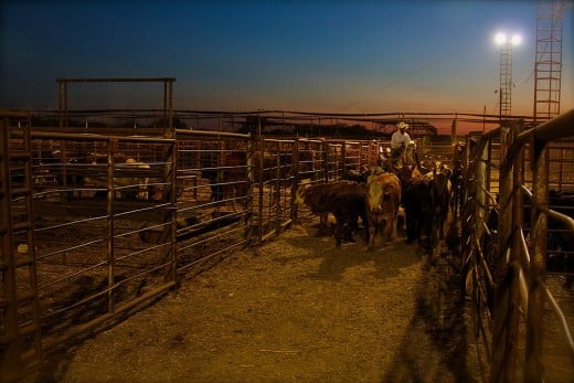 Ranchers do not have the resources to feed their cattle and are forced to sell them at a loss just to keep them alive.