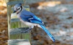 Title: blue_jay.jpg ~ License: Morgue File ~ Photographer: click 