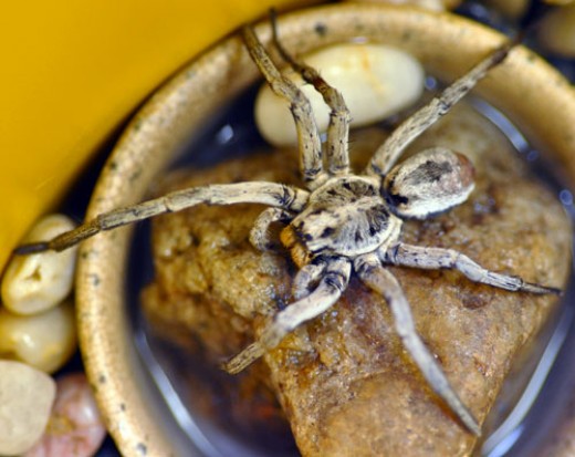 wolf spider