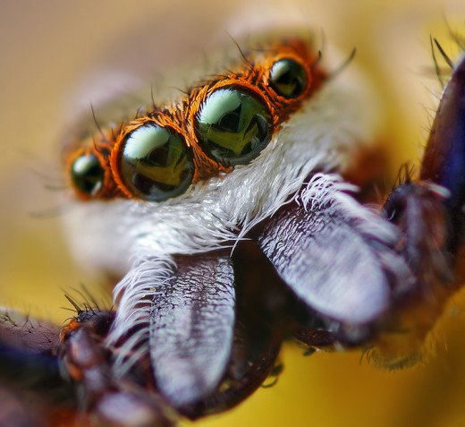 Spider Fangs Up Close and Personal - This picture gives me the chills.