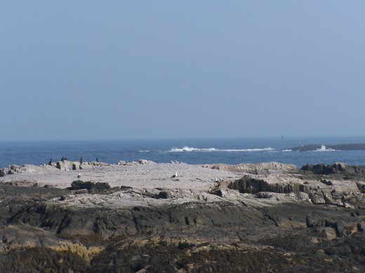 Sea Birds on the Coast of Maine