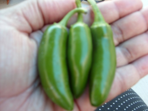 First harvest of Serrano peppers
