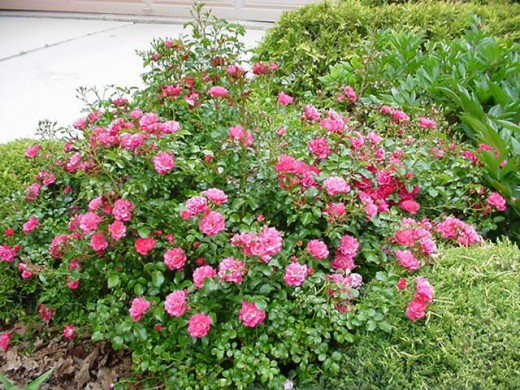 Tips On Caring For Carpet Roses | hubpages