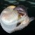 Female Argonaut Octopus
