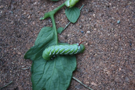 A horn worm found in my organic garden