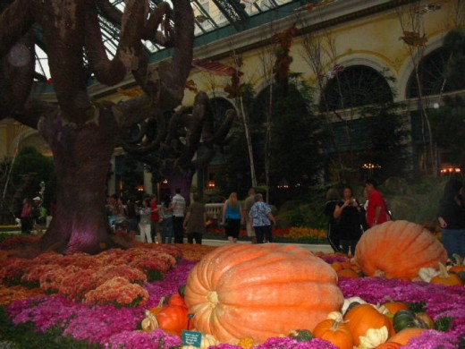 Fall at the Bellagio Conservatory... some of these pumpkins weighed over 900 lbs!