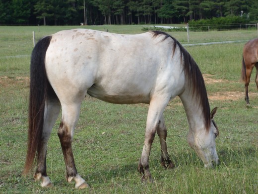 This is Rose, Notice how lush her mane and tail are. (try not to notice how overweight she is in this picture)