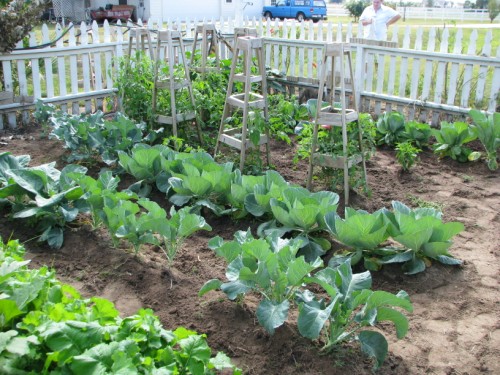 Home Gardening can be rewarding and help you become self-sufficient.
