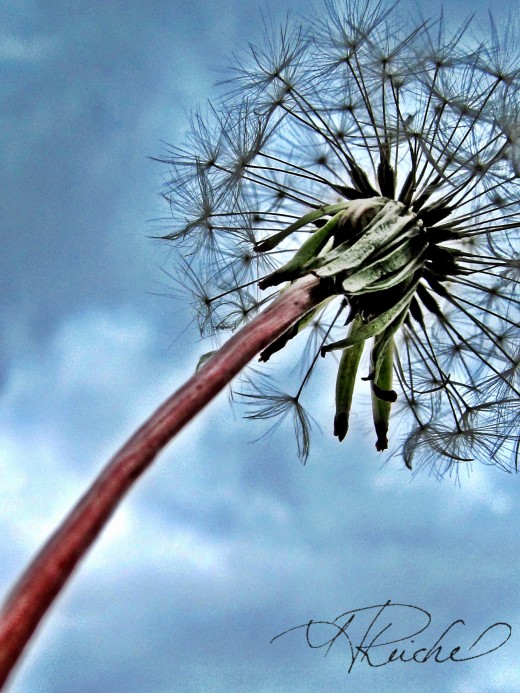 Day 8 extra- the Dandelion