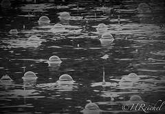 Day 9 extra- raindrops on the swimming pool