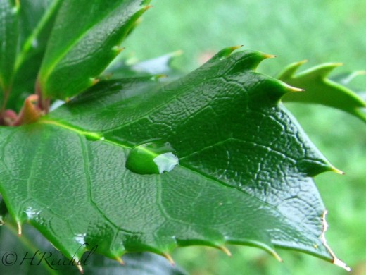 Day 10 extra- Holly bushes