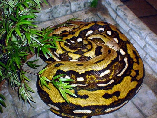 Fluffy, the famous Reticulated Python. The largest snake on exhibit in the world. She is 24 feet long, 300 pounds, and hatched in captivity..