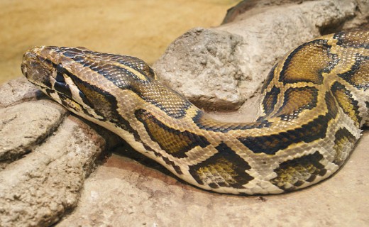Burmese Python