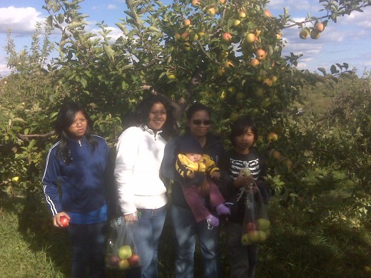 Apple Picking in New England