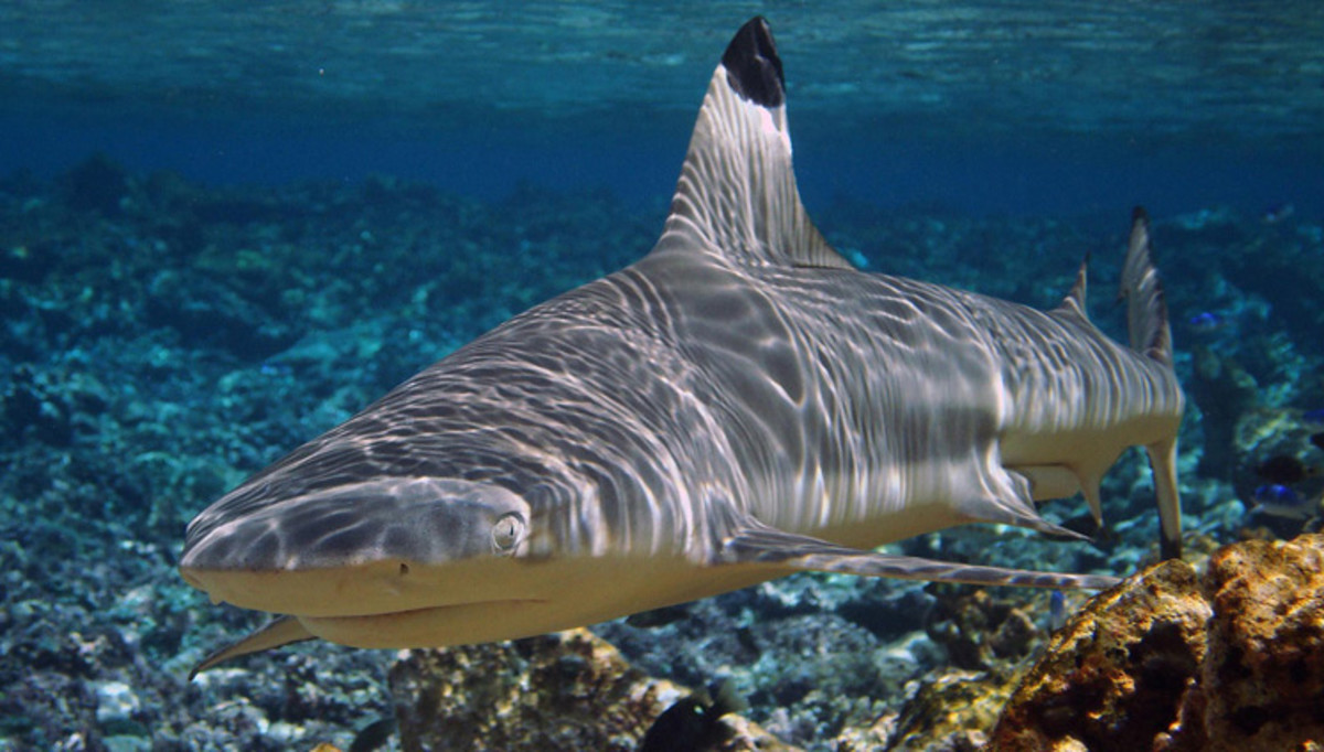 A reef Shark