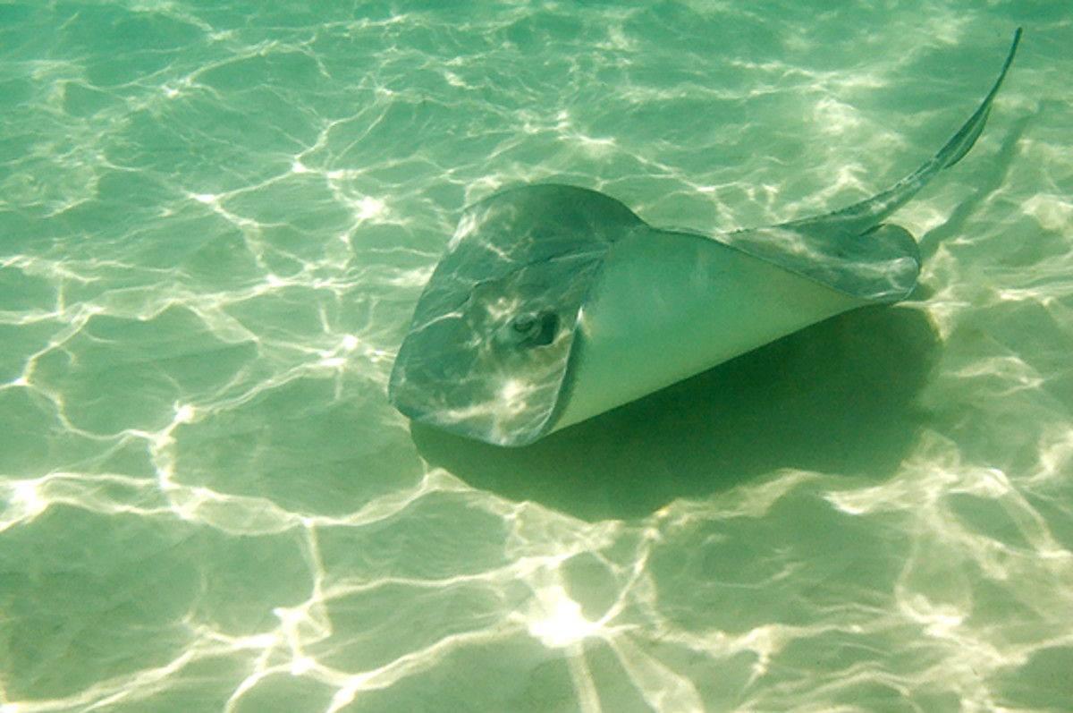 A batoid ray. Stingray in shallow water in the Caribbean