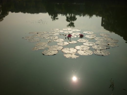 This was an early morning photo of the sun glistening off the water with a water lily