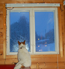 A cat fascinated by the snow falling....
