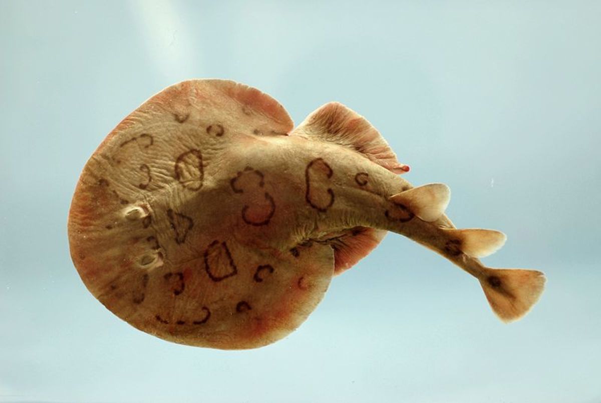 A torpediforme ray: the lesser Electric Ray