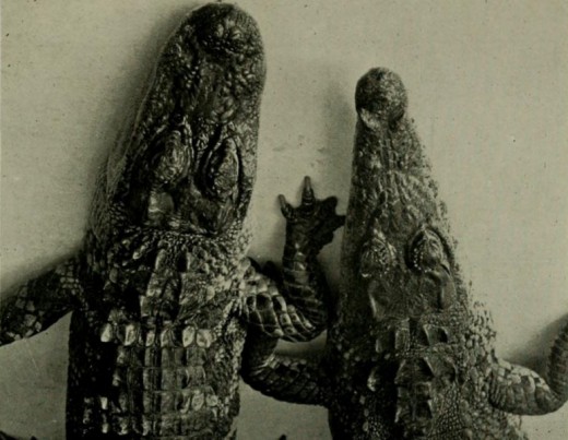 American Alligator and American Crocodile (right) compared