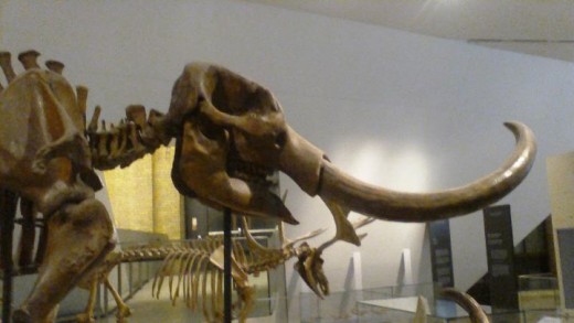 Prehistoric mammals at the Royal Ontario Museum in Toronto