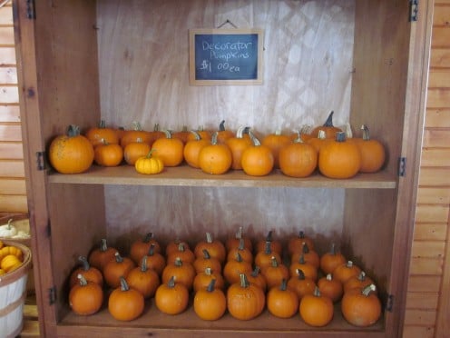 Pumpkins for Fall Decorating