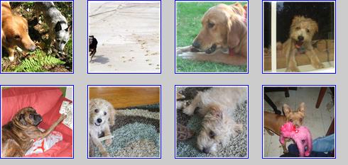 I LOVE DOGS AS A BOY. AND AS A MAN. I NEVER TIRED OF RUNNING, PLAYING AND JUST HANGING OUT WITH MY CANINE FRIENDS.