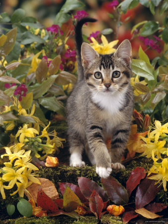 YES, I LOVED CATS TOO. MY DAUGHTER, WHO ALSO LOVED ANIMALS, RAISED A GRAY CAT NAMED, "FRONT PAGE," AND HE WAS A GREAT COMPANION.